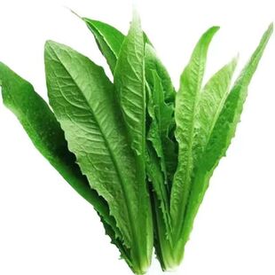 速生香油麦速生甜油麦菜种子 鲜嫩抗热四季种蔬菜种子盆栽油麦菜