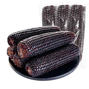 2025新黑玉米东北糯玉米含花青素真空装新鲜黄糯粘非即食大棒苞米