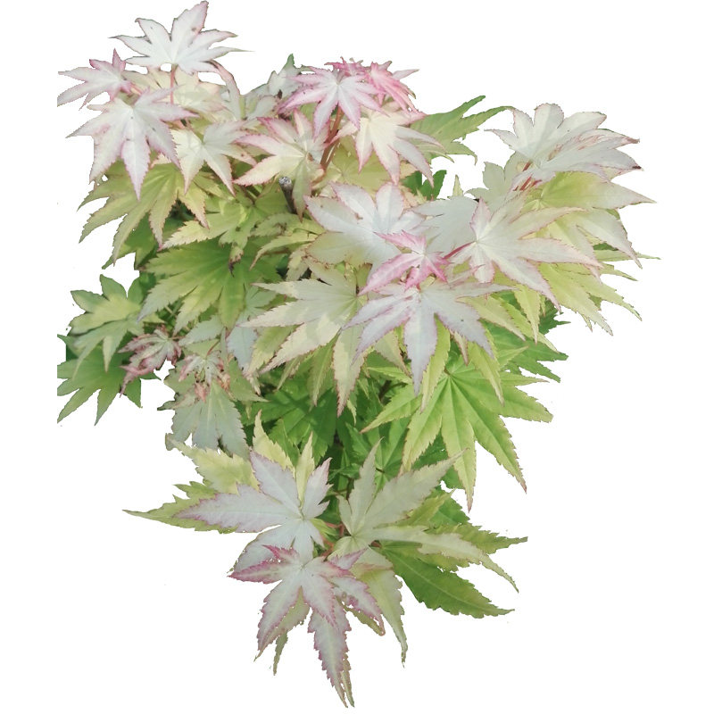 约旦枫树盆栽金叶白泽槭花园植物黄金枫阳台黄叶团扇枫马洋亭下