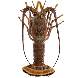 古巴龙虾花龙大青龙美龙虾澳洲活冷冻古巴龙龙虾尾小蜜蜂3-6斤/只