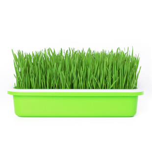 小麦草种子猫草籽孑大麦芽苗菜无土栽培阳台水培土培猫薄荷草盆栽