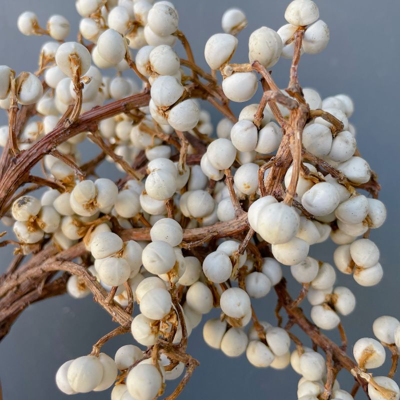 小白果干花冬菇草小批发家居装饰摆件干花花束厂家白果桌面插花