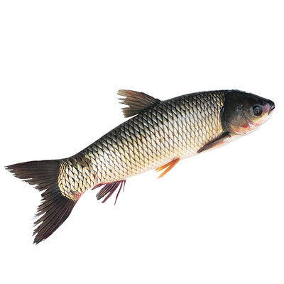 渔民捕获淡水鱼生态草鱼混子青鱼