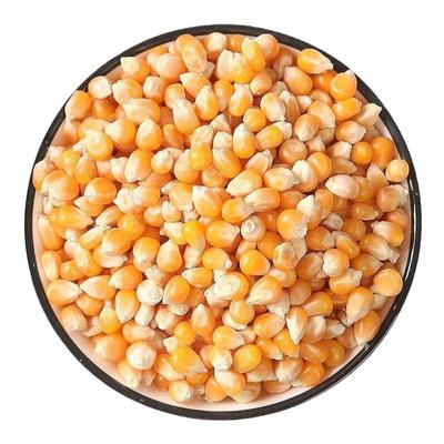 爆米花专用小玉米球形蝶形