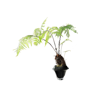 妖及 新中式玻璃几何蕨类艺术花艺 样板间售楼处玄关酒店会所摆件