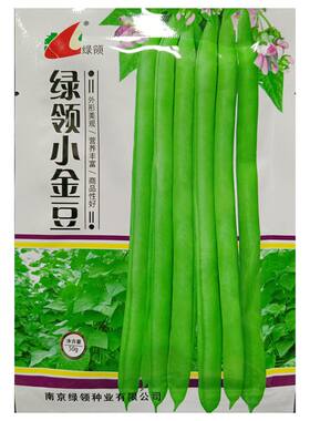 绿领小金豆种子50克四季豆