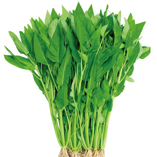 三叉空心菜种子种籽孑苗秧四季菜苗水上种植秧苗菜种籽种蔬菜苗种