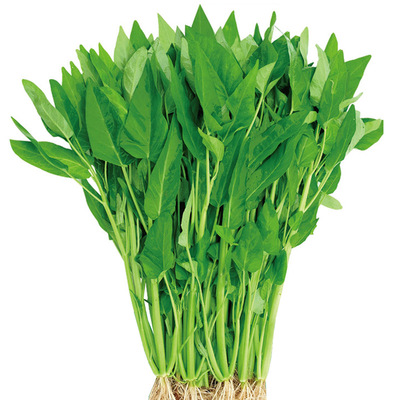 三叉星空心菜种子四季菜苗