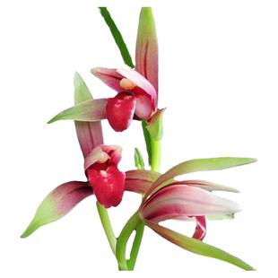 精品优质建兰大国魂兰花苗带花苞浓香型绿植室内阳台兰花盆栽花卉