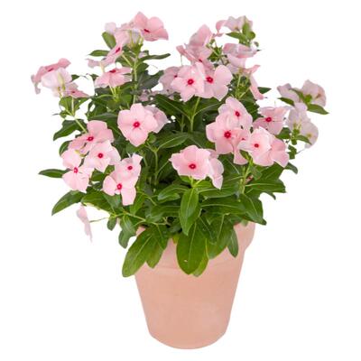 长春花盆栽带花苞发货