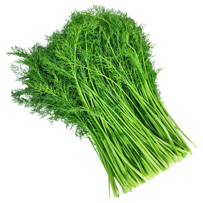 蔬菜割茬四季阳台盆栽茴香种子