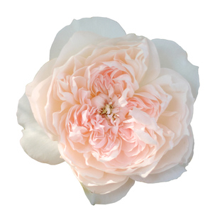 天狼月季家书国产自育月季灌木多季庭院观赏植物花卉盆栽苗