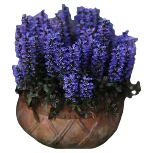 【筋骨草】12个品种全系列彩叶植物合集庭院地被耐寒耐热耐阴盆栽