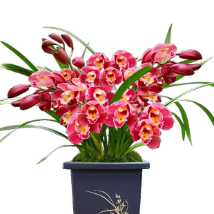 刘阁兰花苗 年宵花现带花苞出售 红如意墨兰红素大花好养花卉盆栽