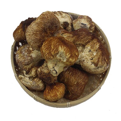 长白山纯野生猴头菇深山采摘