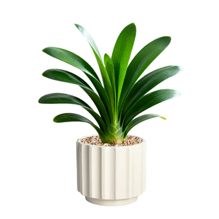 元宝君子兰盆栽精品高端花盆客厅室内绿植花卉圆头植物盆景中国红