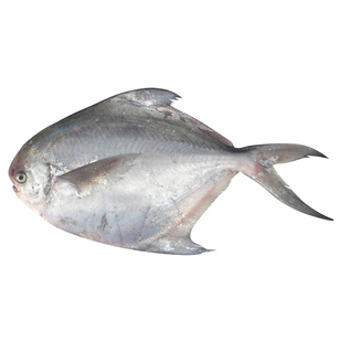 2斤5条特大舟山银鲳鱼新鲜冷冻白鲳鱼冰冻昌鱼鲜活海鲜水产包邮