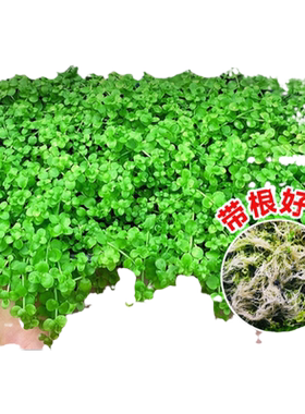 【精品矮珍珠水草】入缸即赏