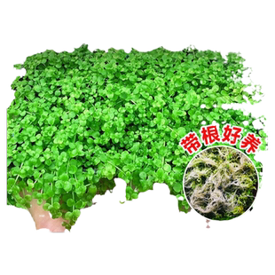 爬地矮珍珠水草日本趴地矮珍珠水草植物生态鱼缸造景专用净化水质