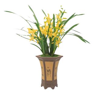 兰花苗黄金小神童美人建兰四季兰浓香夏季直销带花苞绿植花卉盆栽