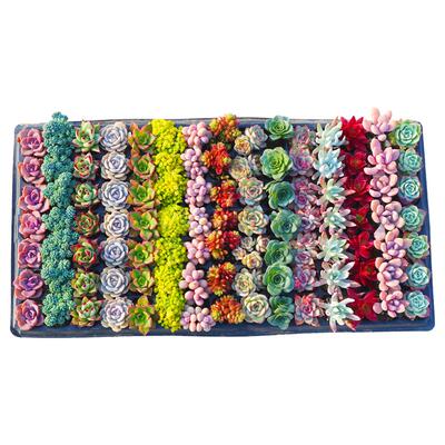 【整盘发货】多肉植物组合盆栽