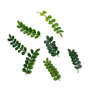 清香木蛋糕装饰用叶子新鲜西餐烘培装饰摆盘点缀花草青香木胡椒木