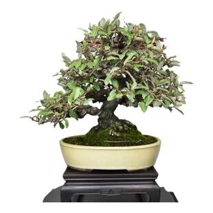 中国记忆 胡秃子盆景 小品盆景 日本盆景 微型盆景(进口现货)