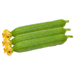 肉丝瓜种苗一号丝瓜秧苗高产短棒秧四季蔬菜幼苗瓜类种籽孑南北种