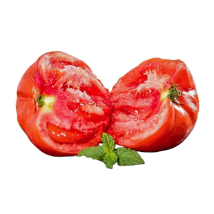 有机西红柿番茄新鲜采摘自然熟应季蔬菜有机标准种植老品种生吃