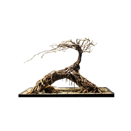 鱼缸造景套餐装饰紫柚木沉木南美原生缸溪流缸亚马逊沉木南美造景