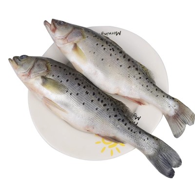 海捕超大海鲈鱼3条装顺丰包邮