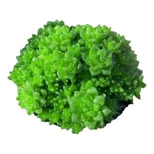 多肉植物 草玉露多头小崽群易群生爆小崽带盆栽好大盆美观云南发