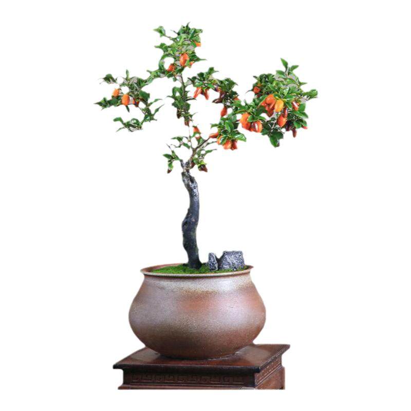 老鸦柿红果盆景观果年宵盆栽