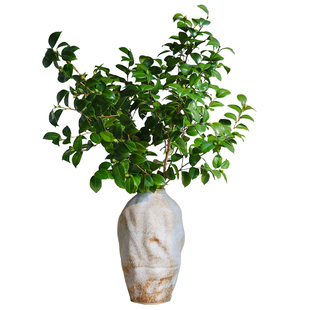 大枝茶花叶鲜切枝山茶花叶子落地水养插花中式禅意绿叶顺丰包邮