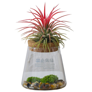 空气凤梨小盆栽植物办公室工位桌面绿植室内懒人四季好养花卉盆景