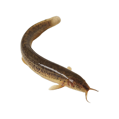 鲜活泥鳅苗喂养宠物钓鱼龙鱼活饵乌龟饲料养殖淡水观赏鱼垂活苗