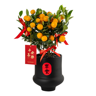 【带果发货】四季金桔树苗可食用年宵花盆栽客厅阳台桌面植物橘子