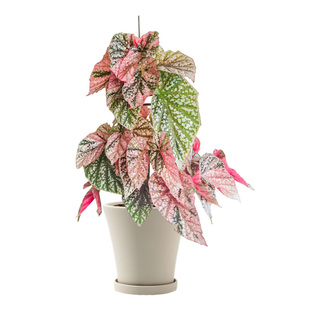 白色系秋海棠 ins网红室内盆栽植物猫耳朵梨花胡安妮塔富士山白冰