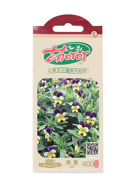 虹越鳞叶珊瑚桂竹香秋播花卉种子