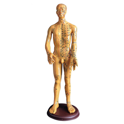 超清经络通刻字中医男女人体模型