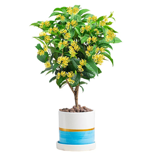 四季桂盆栽桂花树苗可食用开花不断室内阳台庭院浓香型花卉植物