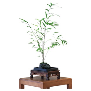竹子盆栽室内附石水培内门竹盆景四季常绿精品老桩禅意绿植观赏竹