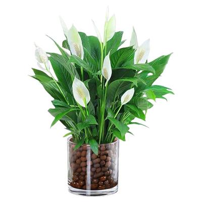 白掌盆栽一帆风顺绿萝箩花卉植物