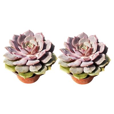 粉蝶莲花座多肉植物老桩