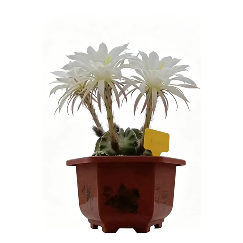 开花仙人球室内盆栽阳台易活植物