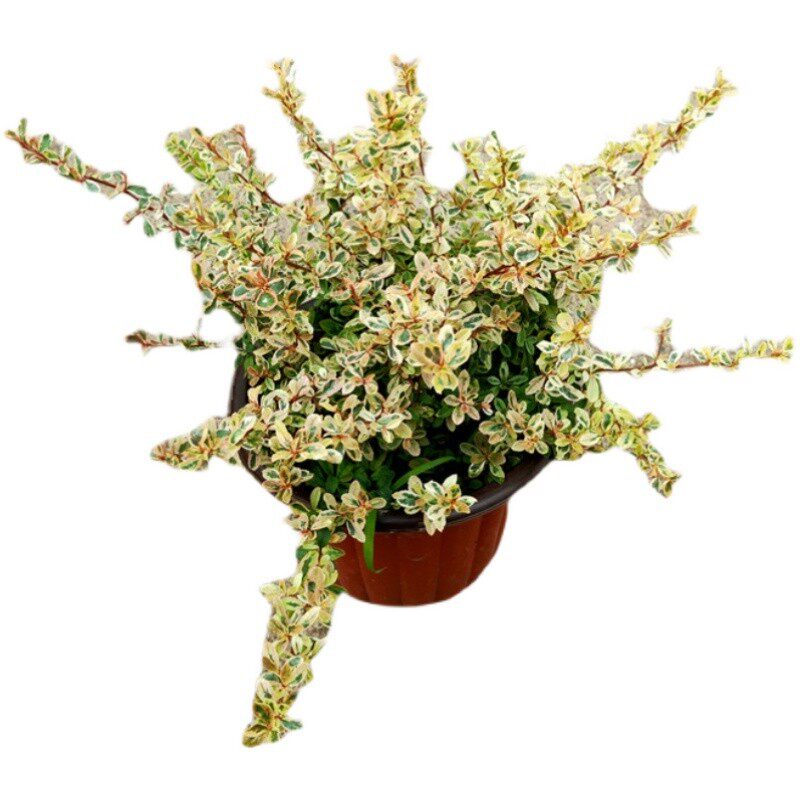 小丑火棘花镜盆栽庭院花园多年生