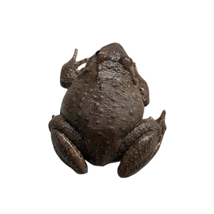 石蛙鲜活泉养谷灵石蛙青杠石鳞石蛤棘胸蛙肉石冻妇孺月子营养包邮