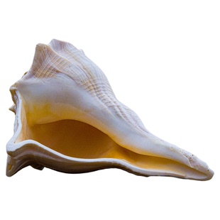 天然海螺贝壳左旋螺鱼缸造景装饰拍摄道具收藏摆件送礼礼物