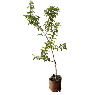 蜂糖李子树苗三华脆李子苗新品种大红袍特大号南方北方种植西梅苗