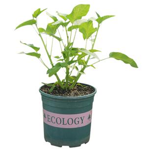 大叶空心菜种子柳叶四季盆栽蔬菜种籽孑水菜籽菜种南方水上籽种